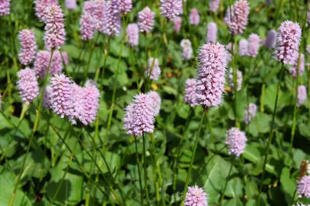 Persicaria affinis 'Superba' ---